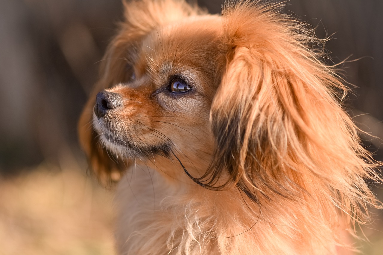 Understanding the Gentle Nature of Clumber Spaniels